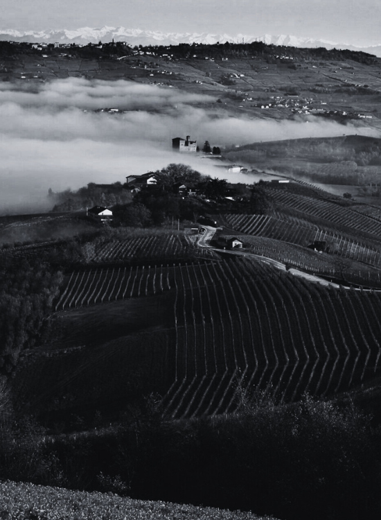 TERRE DEL BAROLO