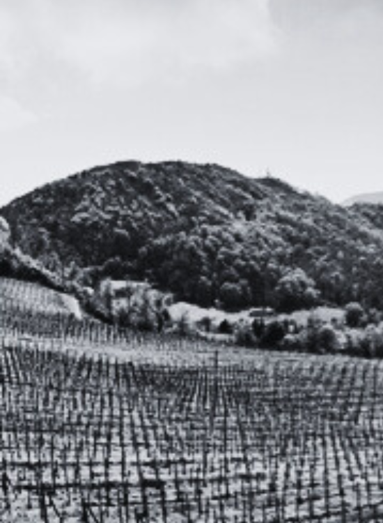 CANTINA COLLI EUGANEI